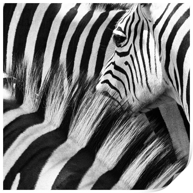 Zebra Close up Print by Norman Ferguson