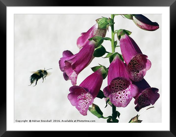 Bee and Foxglove Framed Mounted Print by Adrian Snowball