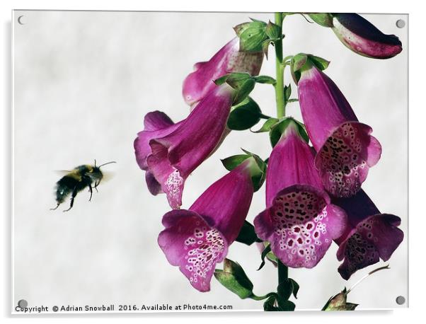 Bee and Foxglove Acrylic by Adrian Snowball