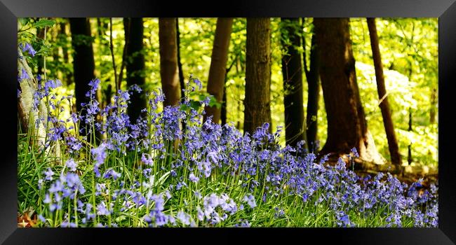 Bluebell Woods, Nidd Gorge Knaresborough Framed Print by Paul M Baxter