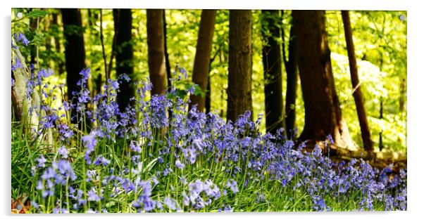 Bluebell Woods, Nidd Gorge Knaresborough Acrylic by Paul M Baxter