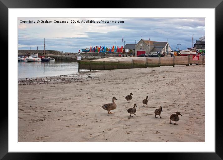 Lyme Regis Birds Framed Mounted Print by Graham Custance
