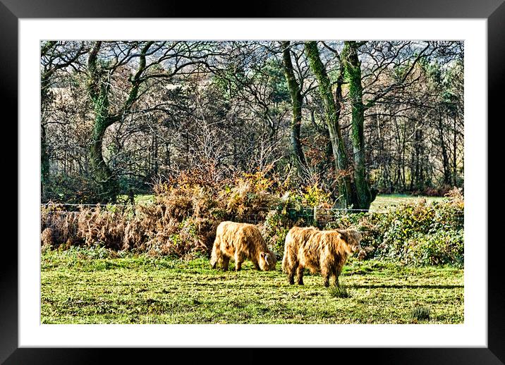 Highland Cows Framed Mounted Print by Steve Purnell