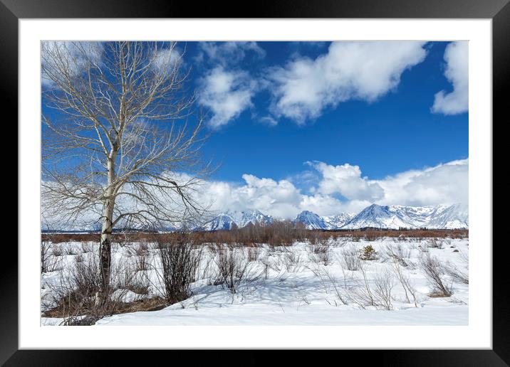 Grand Tetons from Willow Flats with a Tree Framed Mounted Print by Belinda Greb