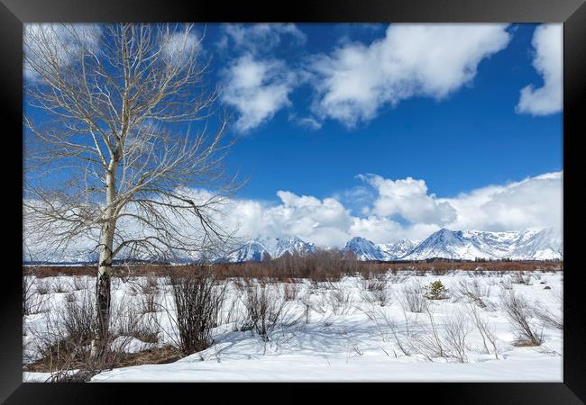 Grand Tetons from Willow Flats with a Tree Framed Print by Belinda Greb