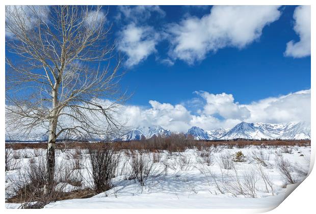 Grand Tetons from Willow Flats with a Tree Print by Belinda Greb