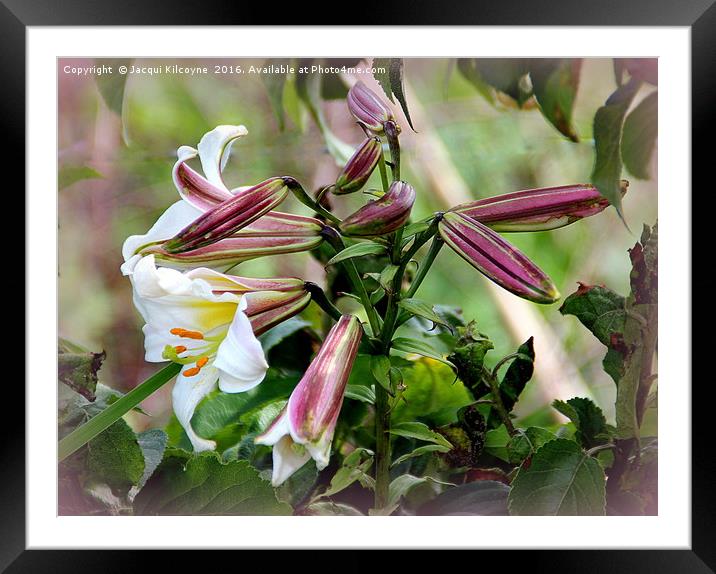 Blooming Lovely Framed Mounted Print by Jacqui Kilcoyne