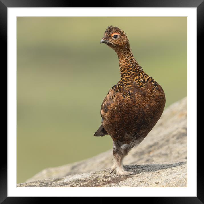 Curious Red Grouse Framed Mounted Print by Sue MacCallum- Stewart