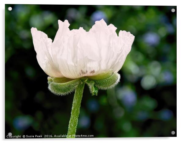 Pale Pink Poppy Acrylic by Susie Peek