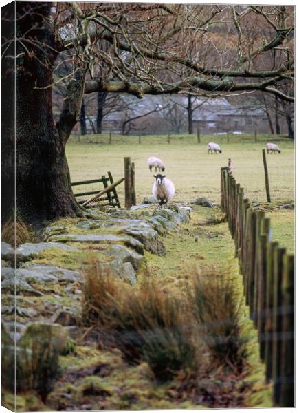 Swaledale sheep stood alert. Cumbria, UK. Canvas Print by Liam Grant