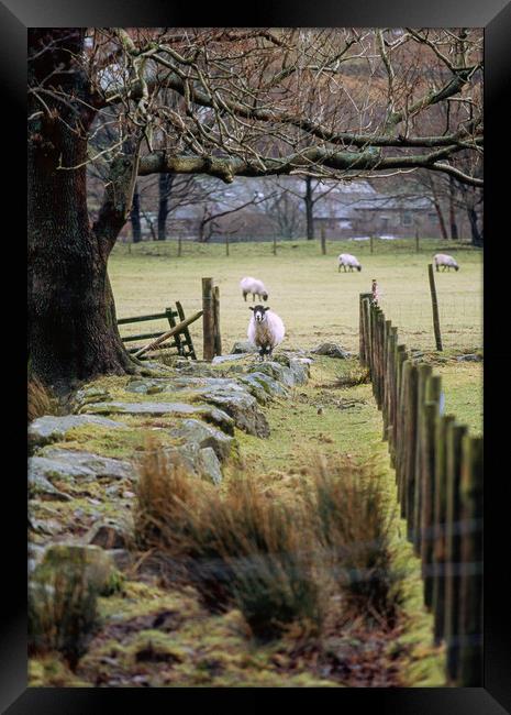 Swaledale sheep stood alert. Cumbria, UK. Framed Print by Liam Grant