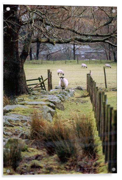 Swaledale sheep stood alert. Cumbria, UK. Acrylic by Liam Grant