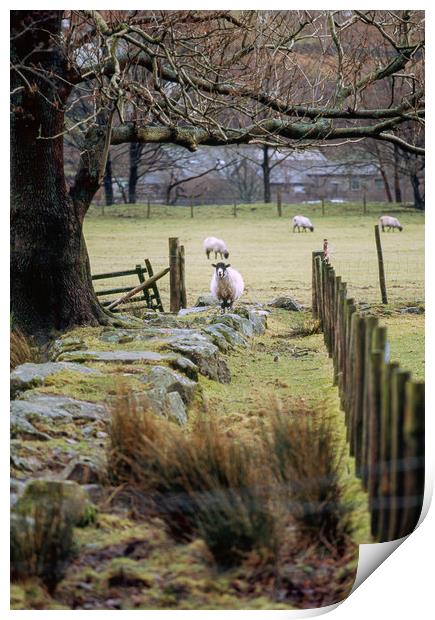 Swaledale sheep stood alert. Cumbria, UK. Print by Liam Grant