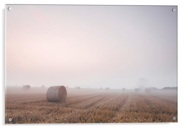 Round bales in a stubble field bound with fog at d Acrylic by Liam Grant