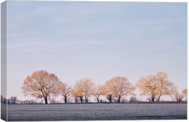 Row of trees in a frosty field lit by the sunrise. Canvas Print by Liam Grant
