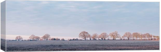 Row of trees in a frosty field lit by the sunrise. Canvas Print by Liam Grant