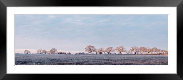 Row of trees in a frosty field lit by the sunrise. Framed Mounted Print by Liam Grant