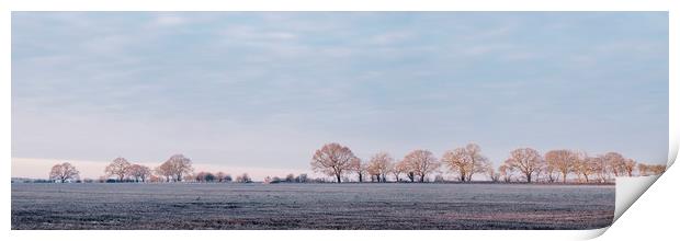Row of trees in a frosty field lit by the sunrise. Print by Liam Grant