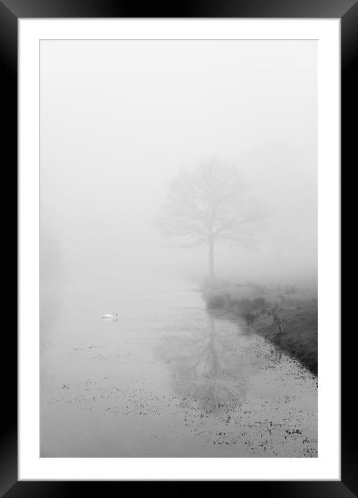 Swan on a river in fog. Norfolk, UK. Framed Mounted Print by Liam Grant