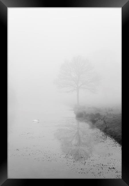 Swan on a river in fog. Norfolk, UK. Framed Print by Liam Grant