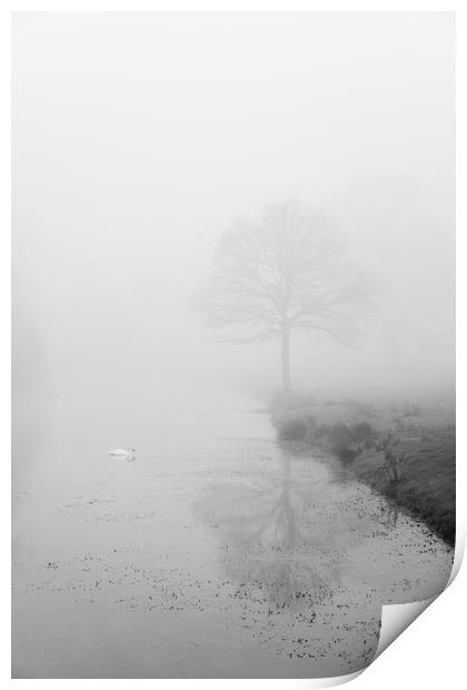 Swan on a river in fog. Norfolk, UK. Print by Liam Grant