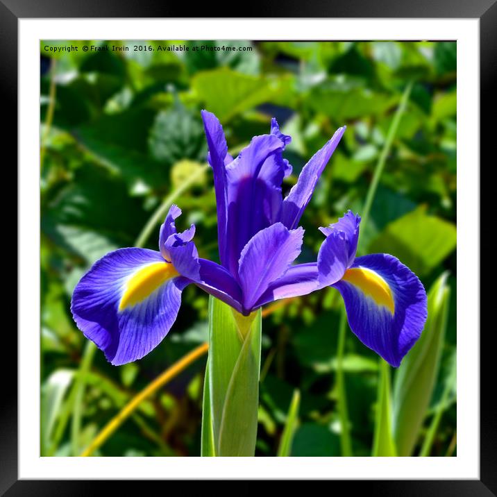 Beautiful Blue Spring Iris Framed Mounted Print by Frank Irwin