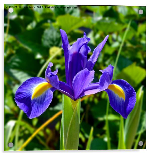 Beautiful Blue Spring Iris Acrylic by Frank Irwin