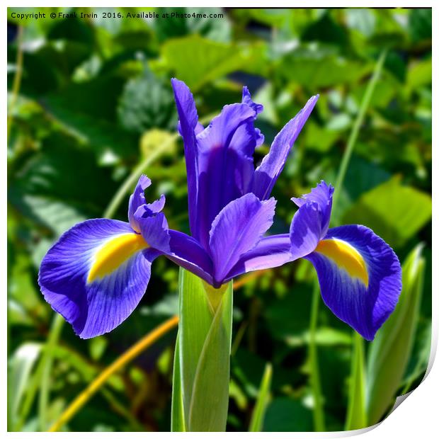 Beautiful Blue Spring Iris Print by Frank Irwin