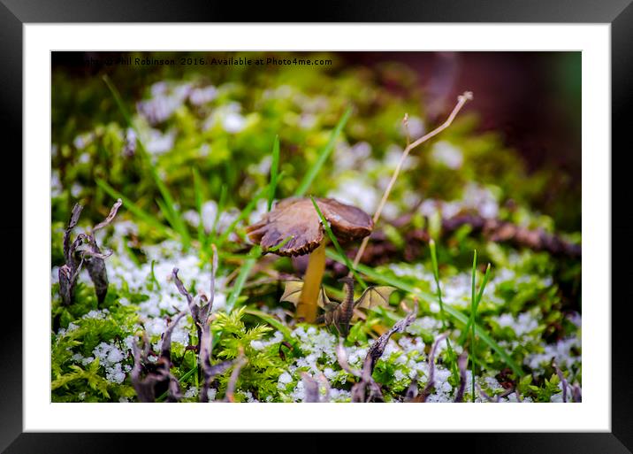 Dragon taking cover under mushroom Framed Mounted Print by Phil Robinson