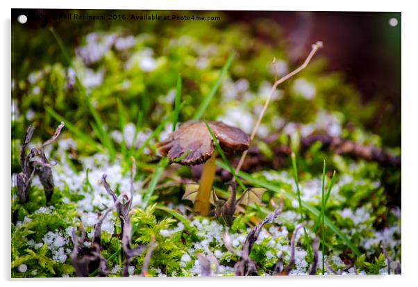 Dragon taking cover under mushroom Acrylic by Phil Robinson
