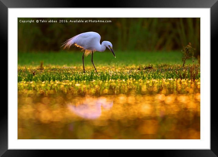 the morning glory Framed Mounted Print by Tahir abbas