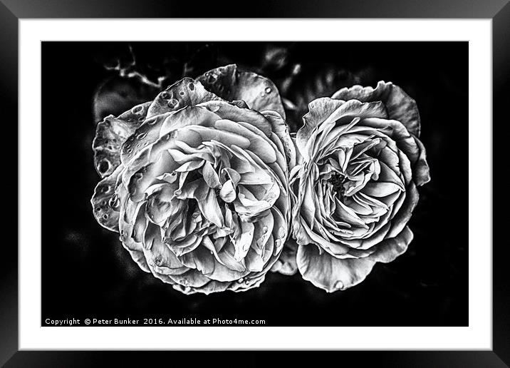 Monochrome Roses Framed Mounted Print by Peter Bunker