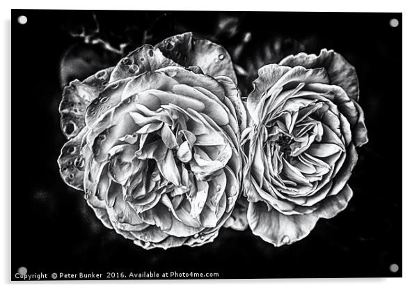 Monochrome Roses Acrylic by Peter Bunker