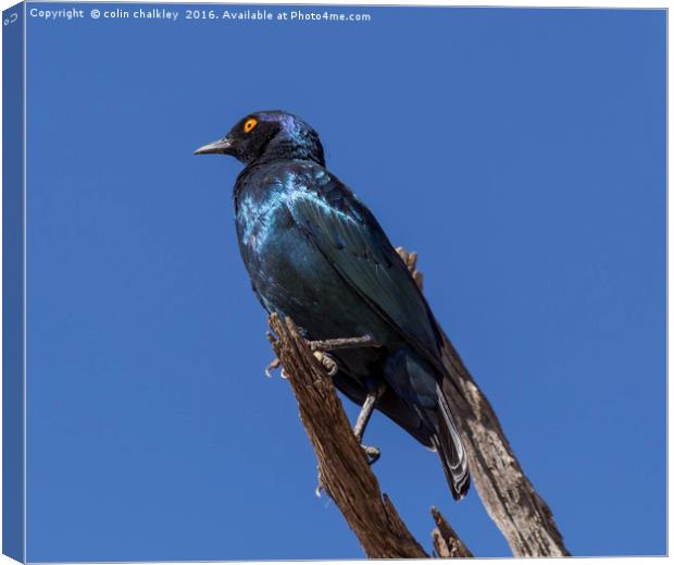 Greater Blue-eared Glossy Starling Canvas Print by colin chalkley
