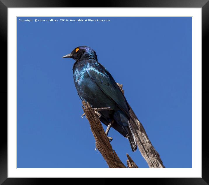 Greater Blue-eared Glossy Starling Framed Mounted Print by colin chalkley