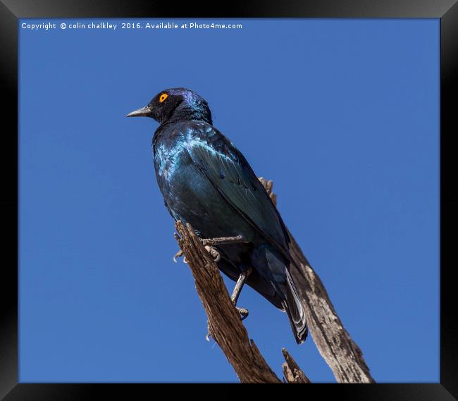 Greater Blue-eared Glossy Starling Framed Print by colin chalkley