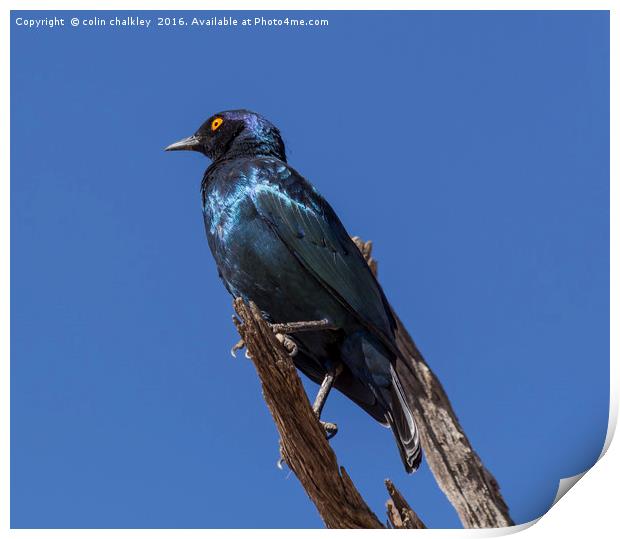 Greater Blue-eared Glossy Starling Print by colin chalkley
