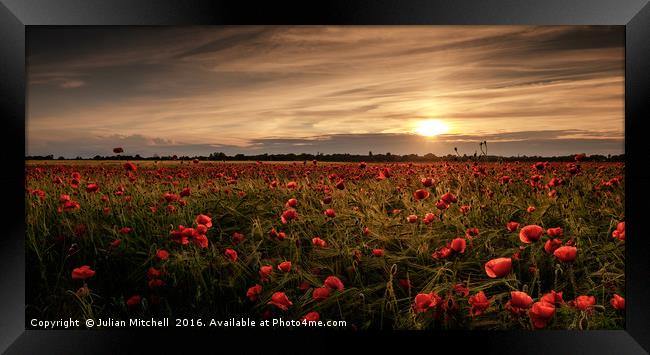 Poppy field at sunset Framed Print by Julian Mitchell