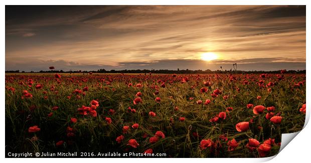 Poppy field at sunset Print by Julian Mitchell