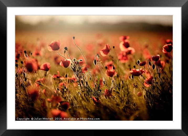 Poppy field Framed Mounted Print by Julian Mitchell