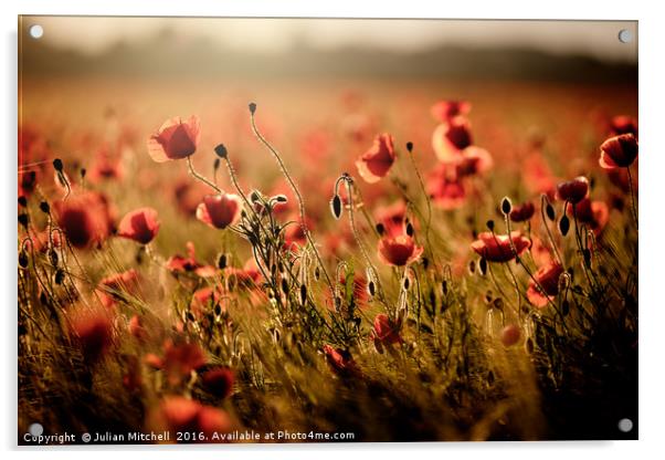 Poppy field Acrylic by Julian Mitchell