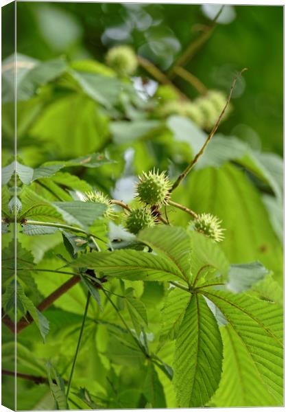 Growing chestnut fruits on a branch Canvas Print by Adrian Bud