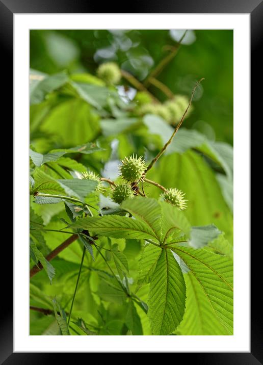 Growing chestnut fruits on a branch Framed Mounted Print by Adrian Bud