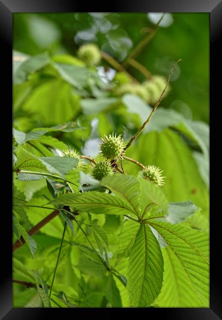 Growing chestnut fruits on a branch Framed Print by Adrian Bud