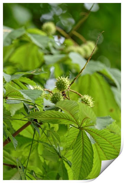 Growing chestnut fruits on a branch Print by Adrian Bud