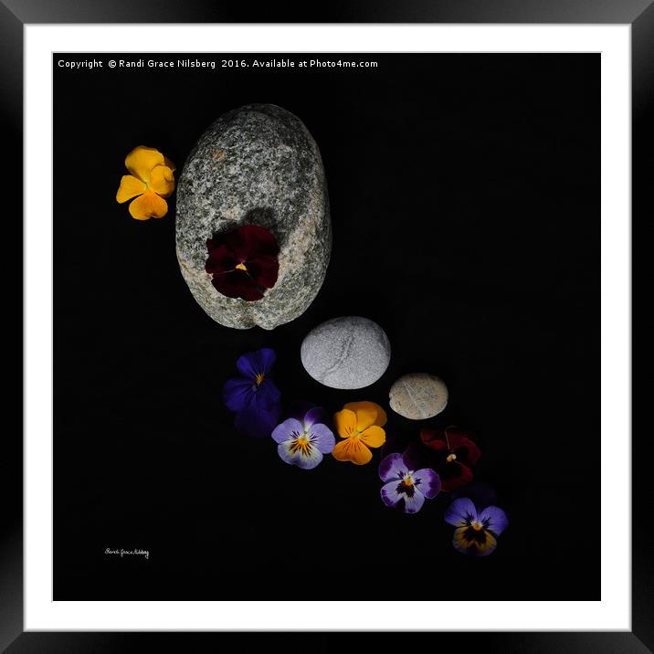 A Day for Pansies Framed Mounted Print by Randi Grace Nilsberg
