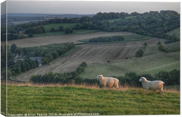 Landscape with sheep Canvas Print by Brian Pearce