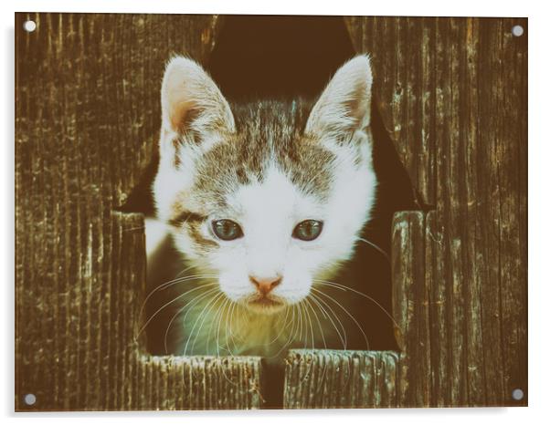 Small Baby Kitty Cat Portrait Acrylic by Radu Bercan