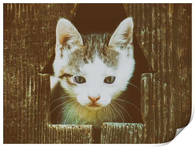 Small Baby Kitty Cat Portrait Print by Radu Bercan