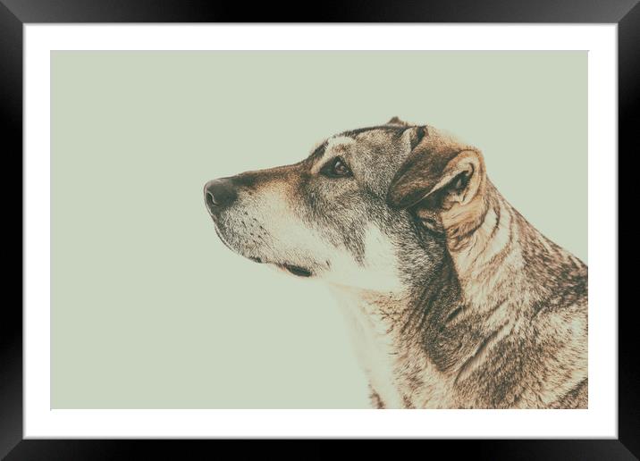 Homeless Dog Looking Up Portrait Framed Mounted Print by Radu Bercan